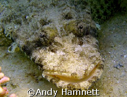 Crocodile fish chilling in the sand. Sony DSC W90, WB hou... by Andy Hamnett 